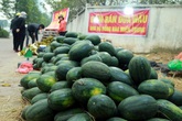 Người dân Hà Nội vào cuộc “giải cứu” nông sản Người dân Hà Nội vào cuộc “giải cứu” nông sản