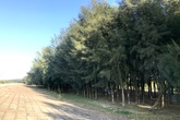 Đa Lộc, Hậu Lộc, Thanh Hóa: Nỗi lo rừng chắn sóng ven biển biến mất Đa Lộc, Hậu Lộc, Thanh Hóa: Nỗi lo rừng chắn sóng ven biển biến mất