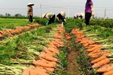 Nông dân kể chuyện chia nhau 100 tỷ trên cánh đồng rực đỏ Nông dân kể chuyện chia nhau 100 tỷ trên cánh đồng rực đỏ