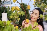 Cây trồng bằng chậu nhưng vẫn cho quả sai lúc lỉu trong biệt thự nhà Trịnh Kim Chi Cây trồng bằng chậu nhưng vẫn cho quả sai lúc lỉu trong biệt thự nhà Trịnh Kim Chi