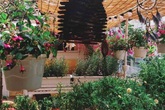 Ngôi nhà đẹp yên bình, lãng mạn nhờ người đàn ông đảm đang tự decor vườn và trồng đủ loại hồng ở Sài Gòn Ngôi nhà đẹp yên bình, lãng mạn nhờ người đàn ông đảm đang tự decor vườn và trồng đủ loại hồng ở Sài Gòn