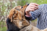 Sang nhà hàng xóm chơi, bé trai 7 tuổi bị chó dại cắn tử vong Sang nhà hàng xóm chơi, bé trai 7 tuổi bị chó dại cắn tử vong