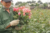 Giá hoa 8/3 giảm một nửa, người trồng lỗ nặng Giá hoa 8/3 giảm một nửa, người trồng lỗ nặng