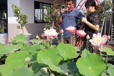 Hồ sen nở quanh năm trên sân thượng 300 m2 ở quận 12 Hồ sen nở quanh năm trên sân thượng 300 m2 ở quận 12