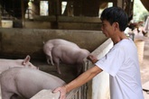 Ngành nông nghiệp chuẩn bị nguồn thực phẩm cung ứng cho người dân trong dịch COVID-19 ra sao? Ngành nông nghiệp chuẩn bị nguồn thực phẩm cung ứng cho người dân trong dịch COVID-19 ra sao?