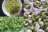 Vỏ bịch sữa, chai nước, hộp xốp... làm giá đỗ ăn trong mùa dịch, dễ nhất làm bằng khăn vải Vỏ bịch sữa, chai nước, hộp xốp... làm giá đỗ ăn trong mùa dịch, dễ nhất làm bằng khăn vải