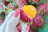 Chôm chôm vàng tưởng của nhà giàu sang chảnh, lại là quả dại ven rừng Chôm chôm vàng tưởng của nhà giàu sang chảnh, lại là quả dại ven rừng