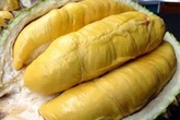 5 thực phẩm "đại kỵ" với sầu riêng vì nếu ăn chẳng khác nào tích "chất độc" vào cơ thể 5 thực phẩm "đại kỵ" với sầu riêng vì nếu ăn chẳng khác nào tích "chất độc" vào cơ thể