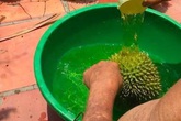 Khi mua sầu riêng hãy ấn nhẹ vào cuống, nếu xảy ra hiện tượng này chứng tỏ sầu chín tự nhiên Khi mua sầu riêng hãy ấn nhẹ vào cuống, nếu xảy ra hiện tượng này chứng tỏ sầu chín tự nhiên