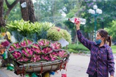 Hoa sen đầu mùa rục rịch lên phố Hoa sen đầu mùa rục rịch lên phố