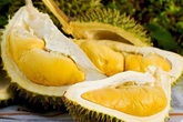 7 sự thật "khó đỡ" về trái sầu riêng sẽ khiến người mua vô cùng bất ngờ 7 sự thật "khó đỡ" về trái sầu riêng sẽ khiến người mua vô cùng bất ngờ