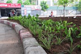 Hơn 1 năm "hoang phế", dải phân cách trục vành đai 3 Hà Nội đã được phủ cây xanh Hơn 1 năm "hoang phế", dải phân cách trục vành đai 3 Hà Nội đã được phủ cây xanh
