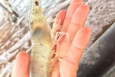 Có một đặc điểm cực dễ thấy để biết tôm bơm tạp chất nhưng nhiều người thường bỏ qua hoặc không biết Có một đặc điểm cực dễ thấy để biết tôm bơm tạp chất nhưng nhiều người thường bỏ qua hoặc không biết