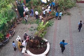 Học sinh tử vong do cây phượng đổ: Những loại cây nào không nên trồng trong trường học? Học sinh tử vong do cây phượng đổ: Những loại cây nào không nên trồng trong trường học?