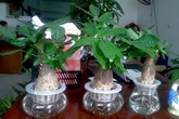 Loại cây thường thấy này lại là cây hút tiền, may mắn, giàu có, thịnh vượng trong phong thủy, còn đuổi được muỗi Loại cây thường thấy này lại là cây hút tiền, may mắn, giàu có, thịnh vượng trong phong thủy, còn đuổi được muỗi