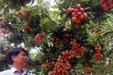 Ba mươi năm, lão nông Sán Dìu tạo quả vải thiều đắt nhất Việt Nam Ba mươi năm, lão nông Sán Dìu tạo quả vải thiều đắt nhất Việt Nam