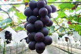 Thêm một lựa chọn cho người Việt mua nho nhập khẩu Hàn Quốc, Meein Farm chính thức gia nhập thị trường phân phối Thêm một lựa chọn cho người Việt mua nho nhập khẩu Hàn Quốc, Meein Farm chính thức gia nhập thị trường phân phối
