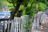 Hàng cây sưa đỏ được bảo vệ 24/24h bằng 'áo giáp' Hàng cây sưa đỏ được bảo vệ 24/24h bằng 'áo giáp'