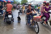 Chú chó ngậm vé số theo chủ tật nguyền mưu sinh ở Phú Quốc Chú chó ngậm vé số theo chủ tật nguyền mưu sinh ở Phú Quốc