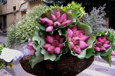 Chị bán hoa bật mí mẹo dễ nhất để phân biệt hoa sen và hoa quỳ tránh tiền mất mà rước cục tức vào người Chị bán hoa bật mí mẹo dễ nhất để phân biệt hoa sen và hoa quỳ tránh tiền mất mà rước cục tức vào người