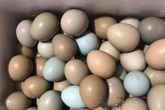 Bất ngờ loại trứng xanh đỏ khác lạ, giá đắt gấp 15 lần trứng gà Bất ngờ loại trứng xanh đỏ khác lạ, giá đắt gấp 15 lần trứng gà
