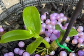 Náo loạn giao dịch hoa lan vài chục tỷ đồng: Làm giàu nhanh hơn buôn đất? Náo loạn giao dịch hoa lan vài chục tỷ đồng: Làm giàu nhanh hơn buôn đất?