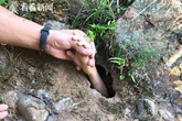 Cậu bé đang bơi dưới suối bị nước cuốn đi, ông nội tưởng mất cháu nhưng lại xuất hiện điều kỳ diệu khiến cậu thoát chết Cậu bé đang bơi dưới suối bị nước cuốn đi, ông nội tưởng mất cháu nhưng lại xuất hiện điều kỳ diệu khiến cậu thoát chết