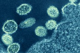 Chủng virus cúm mới được phát hiện ở Trung Quốc có nguy hiểm? Chủng virus cúm mới được phát hiện ở Trung Quốc có nguy hiểm?
