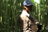 Nông dân kể chuyện: Hai tháng dầm mình dưới bùn, đút túi tiền tỷ Nông dân kể chuyện: Hai tháng dầm mình dưới bùn, đút túi tiền tỷ
