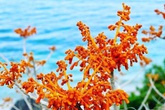Chồng mất, tôi có phải nuôi mẹ chồng? Chồng mất, tôi có phải nuôi mẹ chồng?