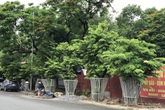 Hà Nội: Hàng sưa đỏ dần hồi sinh bên cầu vượt gần 600 tỷ sắp hoàn thiện Hà Nội: Hàng sưa đỏ dần hồi sinh bên cầu vượt gần 600 tỷ sắp hoàn thiện