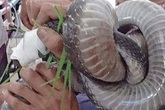 Nạn nhân nhập viện mang theo con rắn hổ mang Nạn nhân nhập viện mang theo con rắn hổ mang