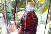 Ủ vại mắm suốt 3 năm, rút nước cốt đặc biệt bán cho dân sành Ủ vại mắm suốt 3 năm, rút nước cốt đặc biệt bán cho dân sành