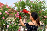 Vườn hồng 70 loại hoa của bà mẹ trẻ Vườn hồng 70 loại hoa của bà mẹ trẻ