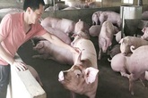 Giá lợn hơi hôm nay 30/8: Giảm giá liên tiếp, người nuôi "lo đứng lo ngồi" Giá lợn hơi hôm nay 30/8: Giảm giá liên tiếp, người nuôi "lo đứng lo ngồi"