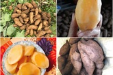 Loại củ lạ giống hệt khoai lang, vào mùa chị em lùng mua bằng được vì nấu món gì cũng vừa ngon, vừa bổ Loại củ lạ giống hệt khoai lang, vào mùa chị em lùng mua bằng được vì nấu món gì cũng vừa ngon, vừa bổ