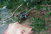 Bão số 5 khiến 23 người bị thương, 1 người đàn ông đi xe máy bị cây đè tử vong Bão số 5 khiến 23 người bị thương, 1 người đàn ông đi xe máy bị cây đè tử vong