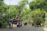Chuyên viên phòng giáo dục ở Huế bị cây gãy đè tử vong Chuyên viên phòng giáo dục ở Huế bị cây gãy đè tử vong