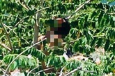 Người đàn ông chưa rõ danh tính chết trong tư thế treo cổ Người đàn ông chưa rõ danh tính chết trong tư thế treo cổ