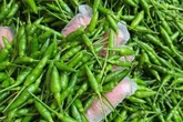 Loại ớt gió thơm mùi thảo mộc, 1 triệu đồng/kg vẫn đắt khách Loại ớt gió thơm mùi thảo mộc, 1 triệu đồng/kg vẫn đắt khách
