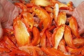 Đỏ rực cả làng, hàng tấn cá chép chuẩn bị Tết ông Táo Đỏ rực cả làng, hàng tấn cá chép chuẩn bị Tết ông Táo