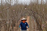 Thu hàng chục triệu mỗi ngày từ đào Nhật Tân nở sớm Thu hàng chục triệu mỗi ngày từ đào Nhật Tân nở sớm