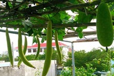 Vườn trên sân thượng trồng đủ loại rau quả sạch không kém gì vườn dưới đất của mẹ đảm ở Vũng Tàu Vườn trên sân thượng trồng đủ loại rau quả sạch không kém gì vườn dưới đất của mẹ đảm ở Vũng Tàu