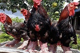 Cận Tết, giá gà Đông Tảo tăng mạnh Cận Tết, giá gà Đông Tảo tăng mạnh