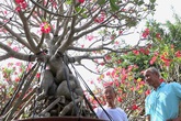 Cụ ông U90 trồng sứ 'khủng' bán mỗi chậu cả trăm triệu đồng Cụ ông U90 trồng sứ 'khủng' bán mỗi chậu cả trăm triệu đồng