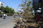Mai vàng trăm triệu đồng không bán chỉ cho thuê Mai vàng trăm triệu đồng không bán chỉ cho thuê