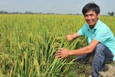 Trồng cây kỳ lạ, lúa ăn trứng gà, dâu tây uống sữa tươi Trồng cây kỳ lạ, lúa ăn trứng gà, dâu tây uống sữa tươi