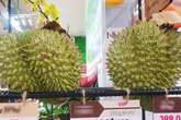 Nghịch cảnh: Giá sầu riêng nơi rẻ như cho, nơi phải mua đắt đỏ vì Covid-19 Nghịch cảnh: Giá sầu riêng nơi rẻ như cho, nơi phải mua đắt đỏ vì Covid-19
