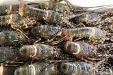 Rộ 'giải cứu tôm hùm', giá chỉ từ 495.000 đồng/kg Rộ 'giải cứu tôm hùm', giá chỉ từ 495.000 đồng/kg