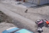 Người phụ nữ ngã văng xuống đường, nhưng danh tính "kẻ" gây tai nạn mới khiến người xem bất ngờ Người phụ nữ ngã văng xuống đường, nhưng danh tính "kẻ" gây tai nạn mới khiến người xem bất ngờ